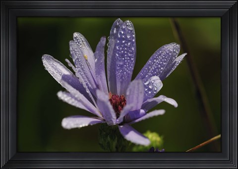 Framed Purple Flower With Magenta Center Print