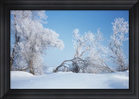 Framed Snow Terrain Trees Print
