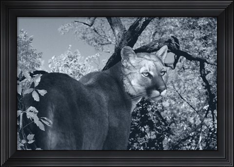 Framed Morning Shadows Print