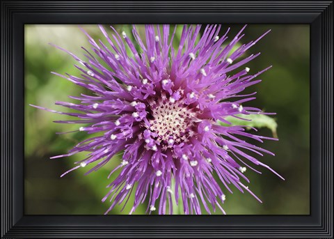 Framed Purple Bloom Closeup Print