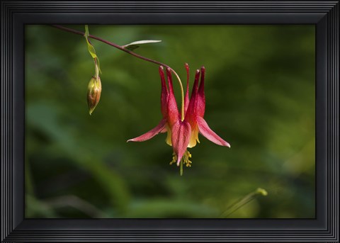 Framed North Shore Red Flower And Branch Print