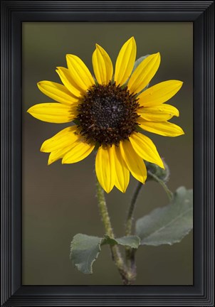 Framed Sunflower On Stem Print
