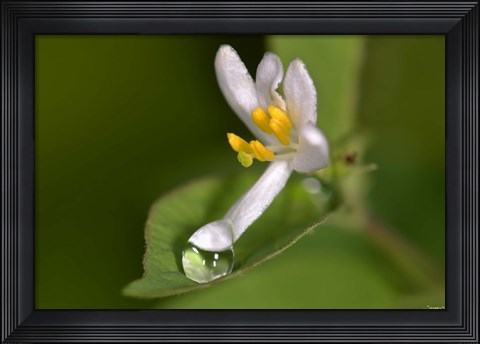 Framed Silver Flower And Raindrop Print