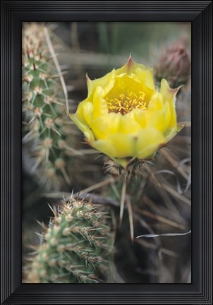 Framed Theodore Roosevelt National Park Flower 64 Print