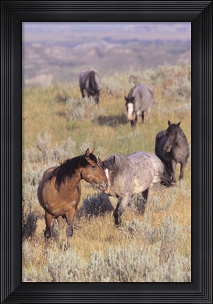 Framed Wild Horses13 Print