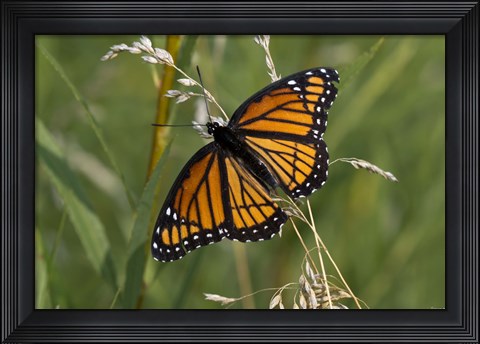 Framed Orange And Black Butterfly In Greenery Print