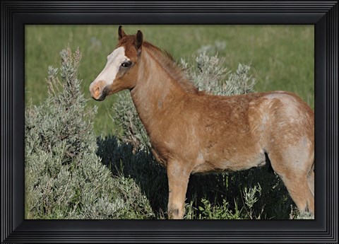 Framed Wildhorses 4 Print