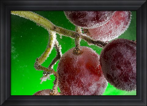 Framed Grapes Covered With Water Drops Print