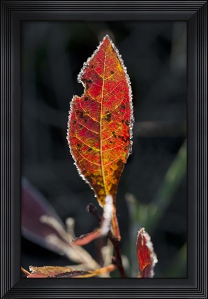 Framed Red Fall Leaf Closeup Print