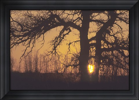 Framed Sunset And Tree Silhouettes III Print
