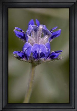 Framed Blue Flower On Stem Print