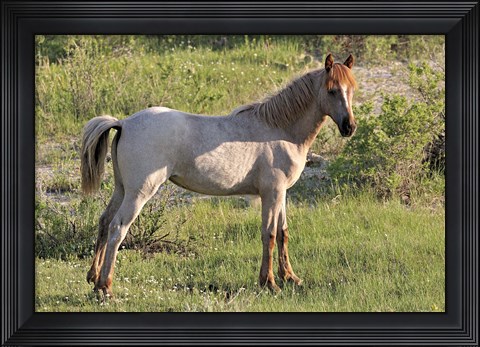 Framed Wildhorses 15 Print