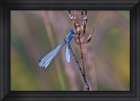 Framed Blue Dragonfly On Stem Print