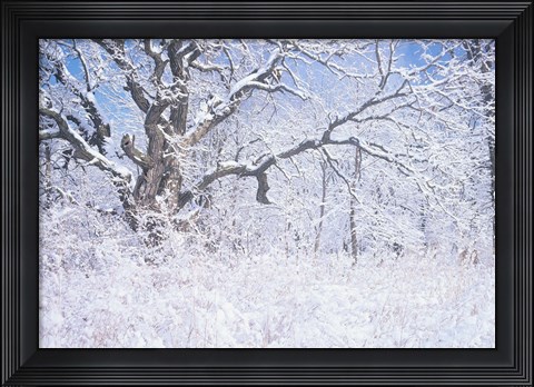 Framed Snow Terrain Tree IV Print