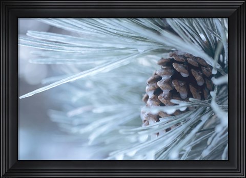 Framed Frosted Pine Cone And Pine Needles IV Print