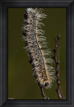 Framed Blue Caterpillar On Branch Print
