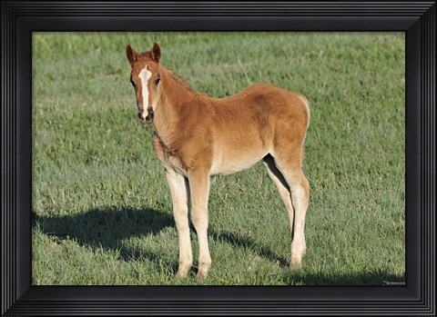 Framed Wildhorses 9 Print