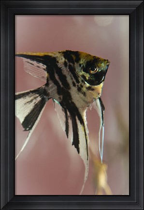 Framed Angel Fish IX Print