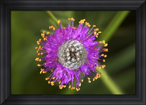 Framed Yellow And Purple Flower With Fibrous Center Print