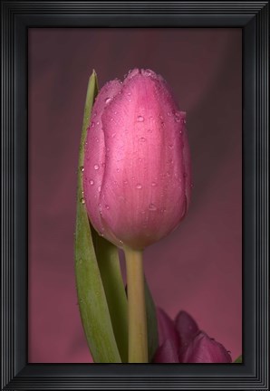 Framed Pink Tulip And Stem Print