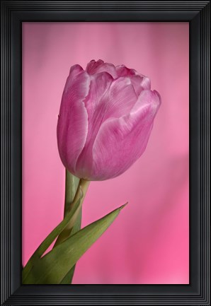 Framed Pink Tulip On Pink Print