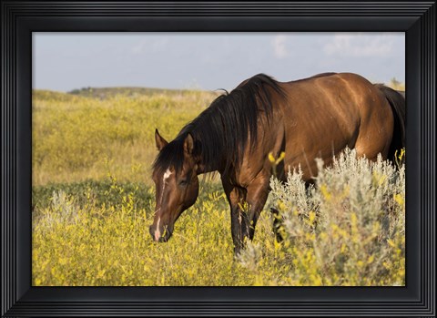 Framed Horse Grazing In Yellow And White Field Print