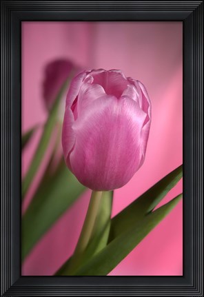 Framed Pink Tulip And Stem On Pink Print