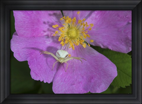 Framed North Shore Insect On Pink Flower Print