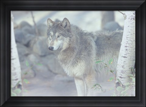 Framed Wolf In The Mist Print