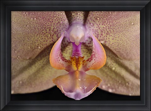 Framed Pink And Yellow Spotted Flower Print