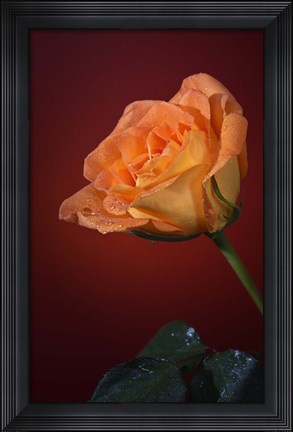 Framed Orang Rose On Red Glow Print