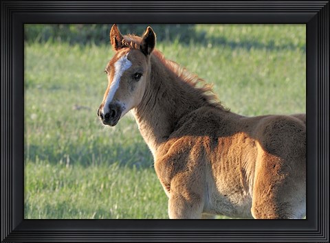 Framed Wildhorses 5 Print