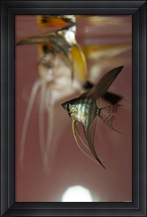 Framed Angel Fish VI Print