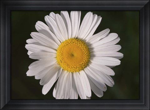 Framed North Shore White Gerber Daisy Print