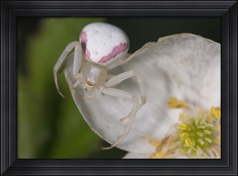 Framed White Insect On White Flower Print