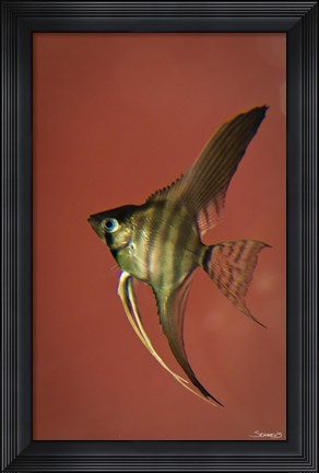 Framed Angel Fish IV Print