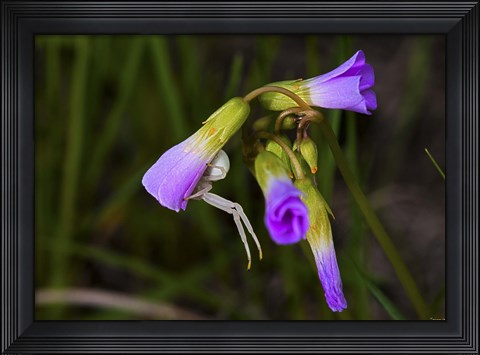Framed Purple Flower Open Buds Print