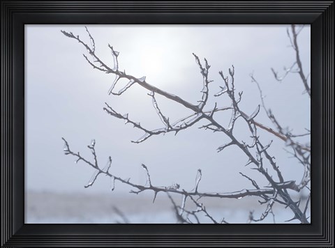Framed Blue Sky And Frosted Branch I Print