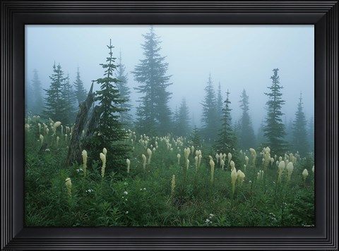 Framed Misty Green Trees And Field I Print