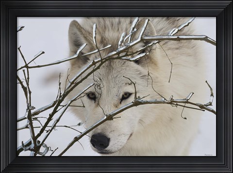 Framed Zoo Wolf 1 Print