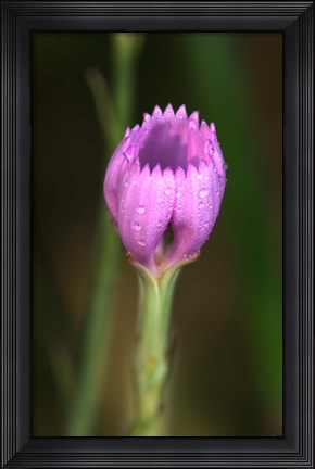 Framed Purple Flower On Stem Print