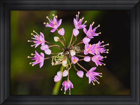 Framed Pink Small Flower Buds Print