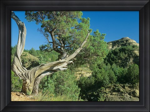Framed Theodore Roosevelt National Park 40 Print