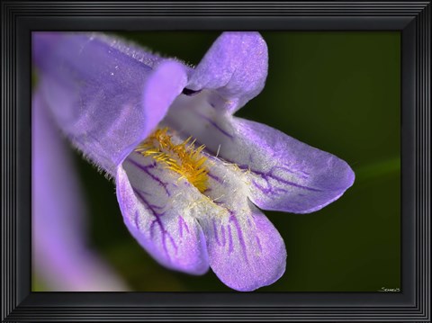 Framed Purple And Yellow Flower On Green Print