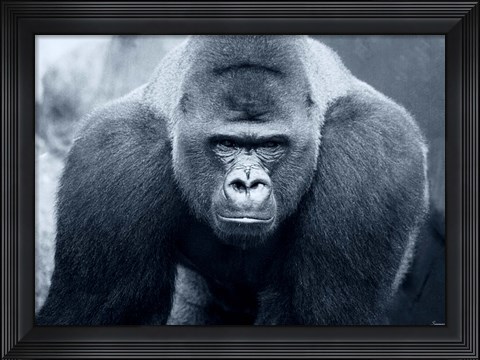 Framed Gorilla Print