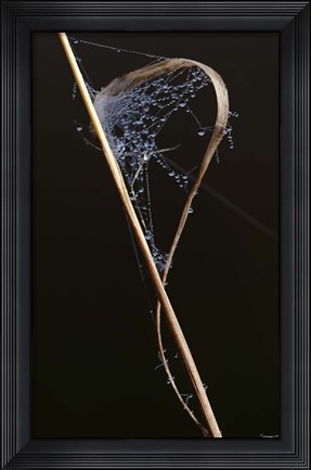 Framed Web On Brown Grass Blade Print