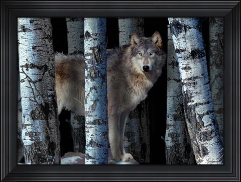 Framed Moon Shadows Print