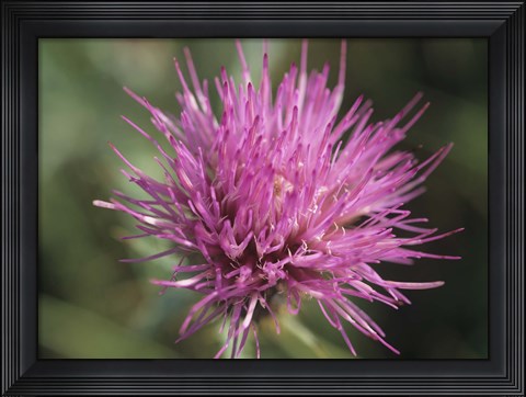Framed Magenta Flower Bloom 48 Print