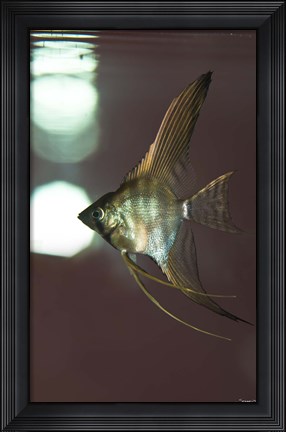 Framed Angel Fish XI Print