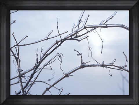 Framed Blue Sky And Frosted Branch II Print